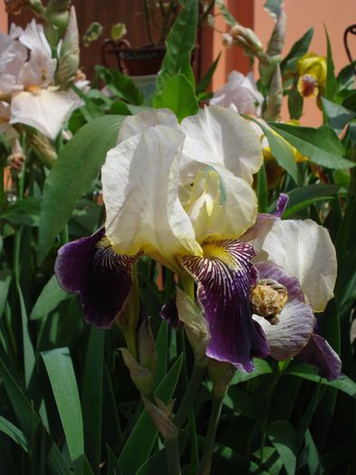 iris (13)