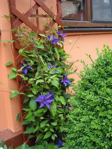 prin gradina (6)