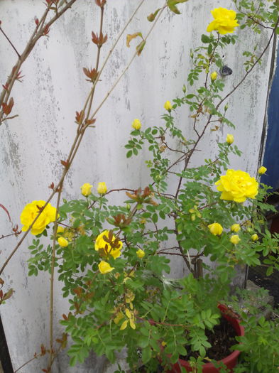 puisoru cu flori multe Persian Yellow - Noi sositi mai 2015