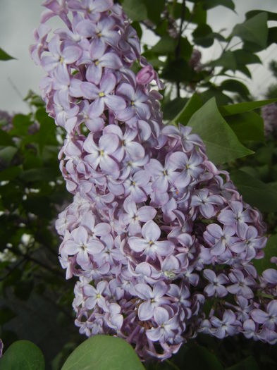 Syringa vulgaris_Lilac (2015, April 30)