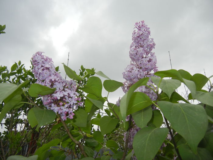 Syringa vulgaris_Lilac (2015, April 30)