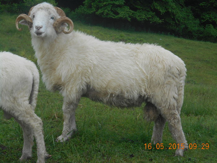 Picture 253 - Berbeci 2o14-2015