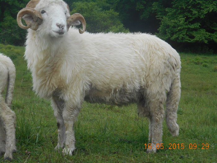 Picture 254 - Berbeci 2o14-2015