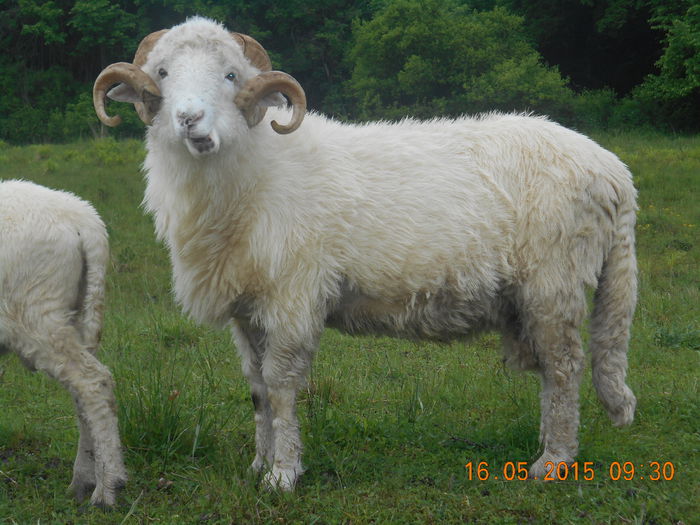 Picture 255 - Berbeci 2o14-2015