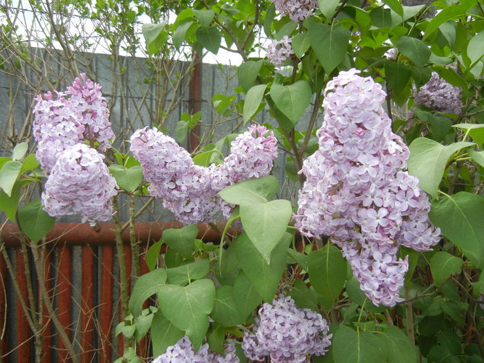 Syringa vulgaris_Lilac (2015, April 30)