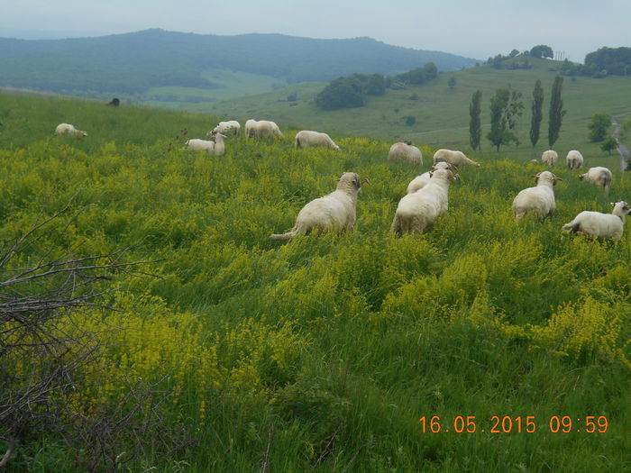 Picture 258 - Berbeci 2o14-2015