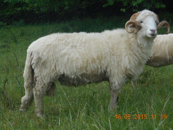 Picture 262 - Berbeci 2o14-2015