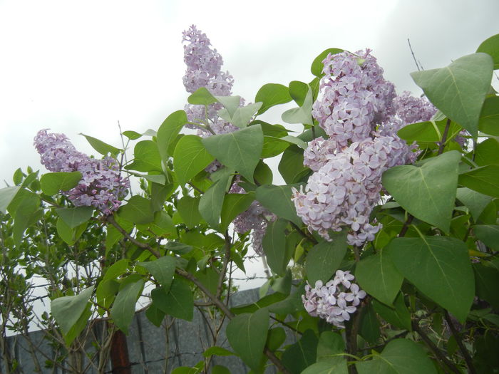 Syringa vulgaris_Lilac (2015, April 30)