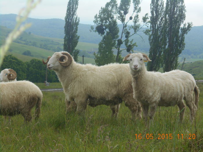 Picture 265 - Berbeci 2o14-2015