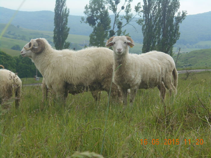 Picture 266 - Berbeci 2o14-2015