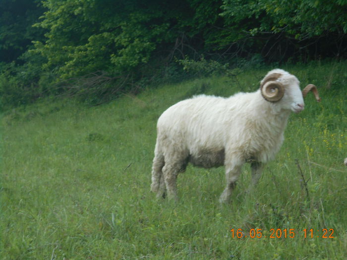 Picture 270 - Berbeci 2o14-2015