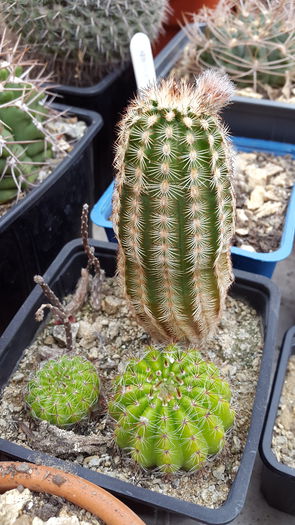 20150516_132226 - 7 Cactusi-Cactuses 2015