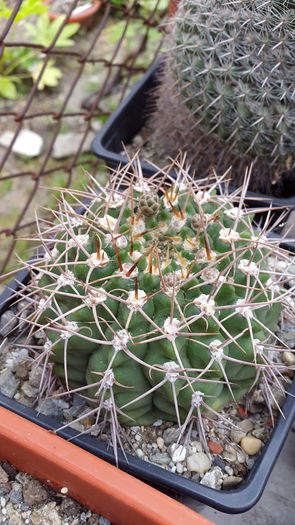 20150516_132309 - 7 Cactusi-Cactuses 2015