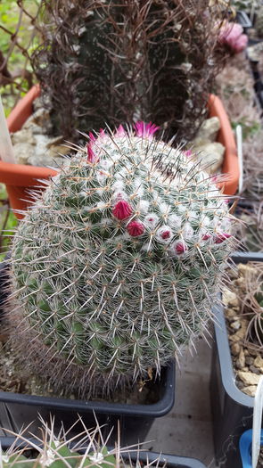 20150516_132315 - 7 Cactusi-Cactuses 2015