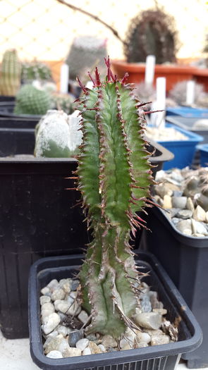 20150516_132341 - 7 Cactusi-Cactuses 2015