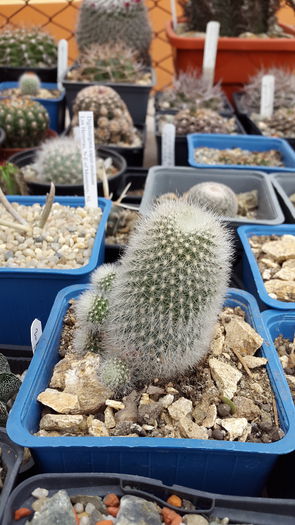20150516_132421 - 7 Cactusi-Cactuses 2015
