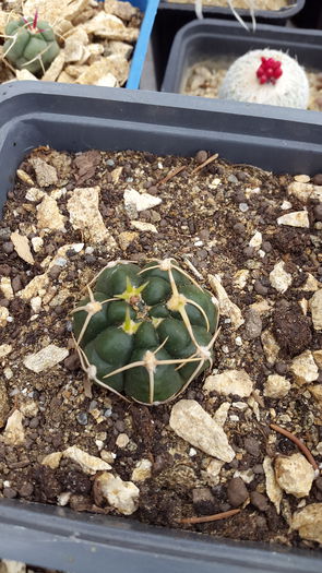 20150516_132556 - 7 Cactusi-Cactuses 2015