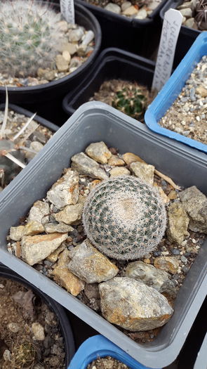 20150516_132611 - 7 Cactusi-Cactuses 2015