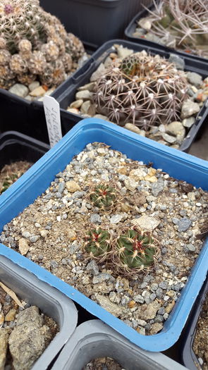 20150516_132658 - 7 Cactusi-Cactuses 2015
