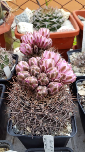 20150516_132717 - 7 Cactusi-Cactuses 2015