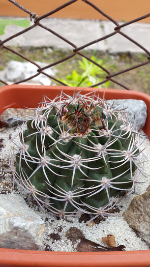 20150516_132742 - 7 Cactusi-Cactuses 2015