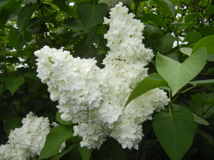 White Lilac Tree (2015, April 30) - Syringa vulgaris White