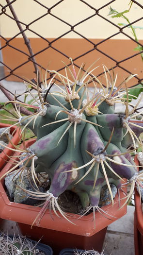 20150516_132747 - 7 Cactusi-Cactuses 2015