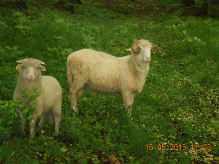 Picture 290 - Berbeci 2o14-2015