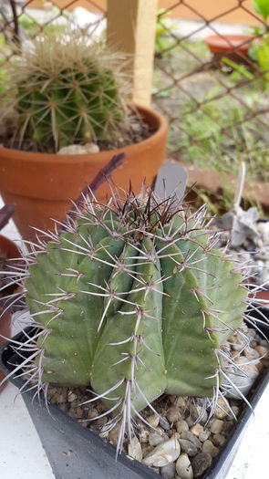 20150516_132856 - 7 Cactusi-Cactuses 2015