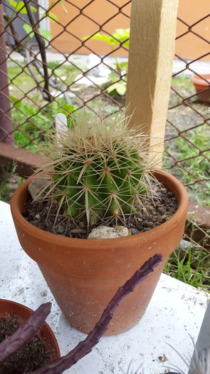 20150516_132900 - 7 Cactusi-Cactuses 2015