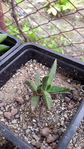 20150516_132925 - 7 Cactusi-Cactuses 2015