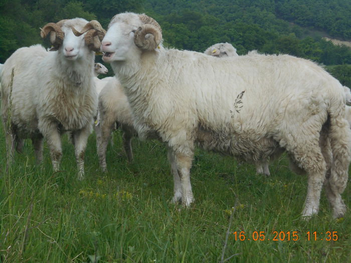 Picture 292 - Berbeci 2o14-2015