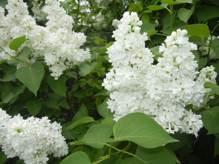 White Lilac Tree (2015, April 30) - Syringa vulgaris White