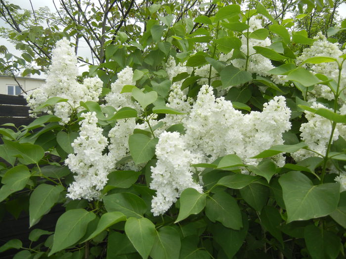 White Lilac Tree (2015, April 30) - Syringa vulgaris White