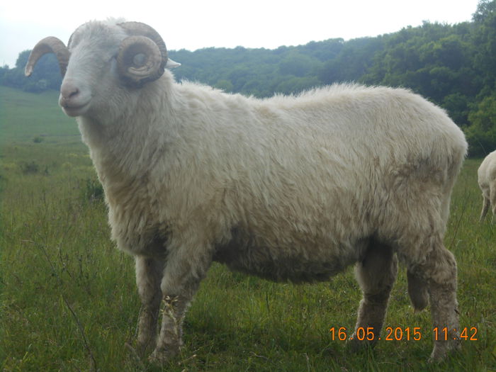 Picture 305 - Berbeci 2o14-2015