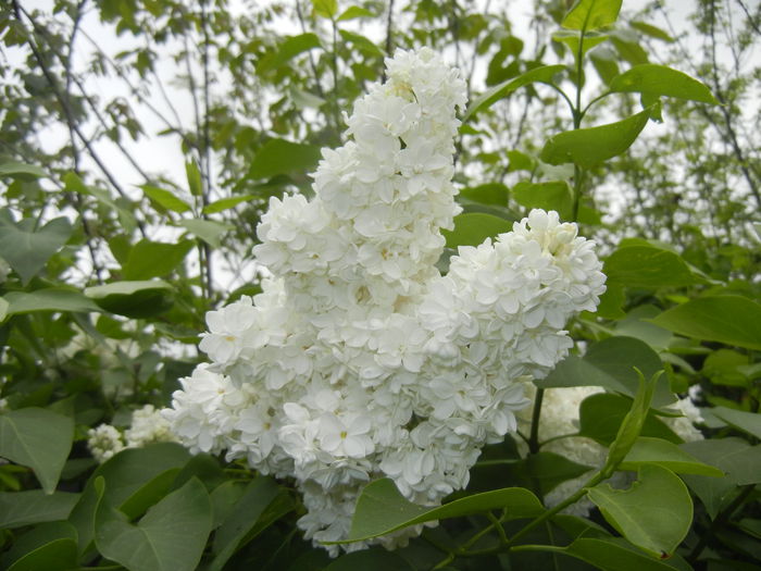 White Lilac Tree (2015, April 30) - Syringa vulgaris White