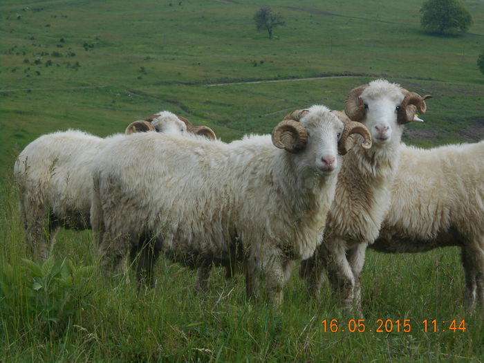 Picture 308 - Berbeci 2o14-2015