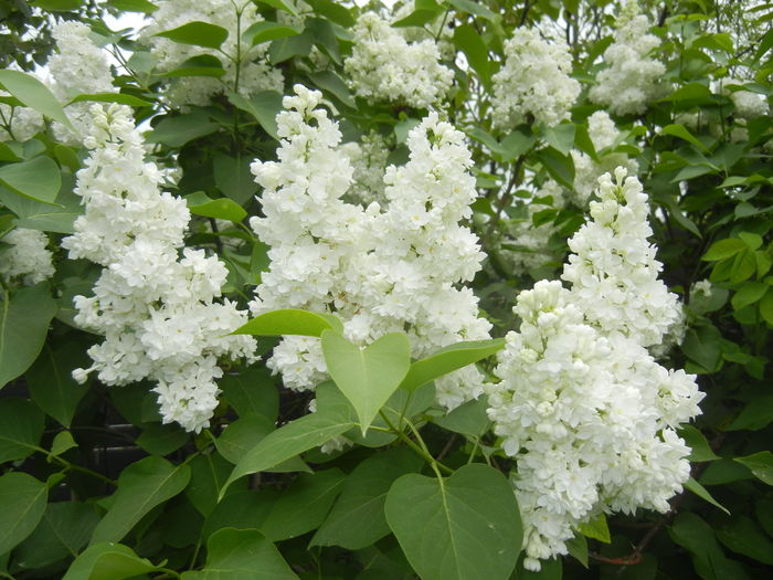 White Lilac Tree (2015, April 30)