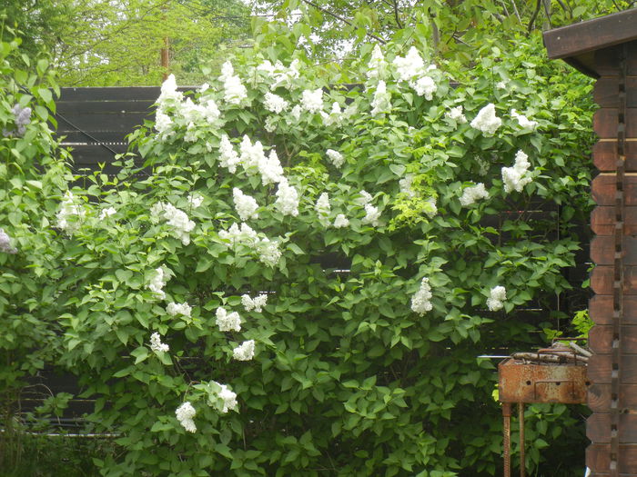 White Lilac Tree (2015, April 30) - Syringa vulgaris White