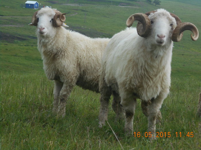 Picture 314 - Berbeci 2o14-2015