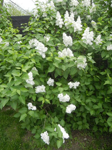 White Lilac Tree (2015, April 30) - Syringa vulgaris White
