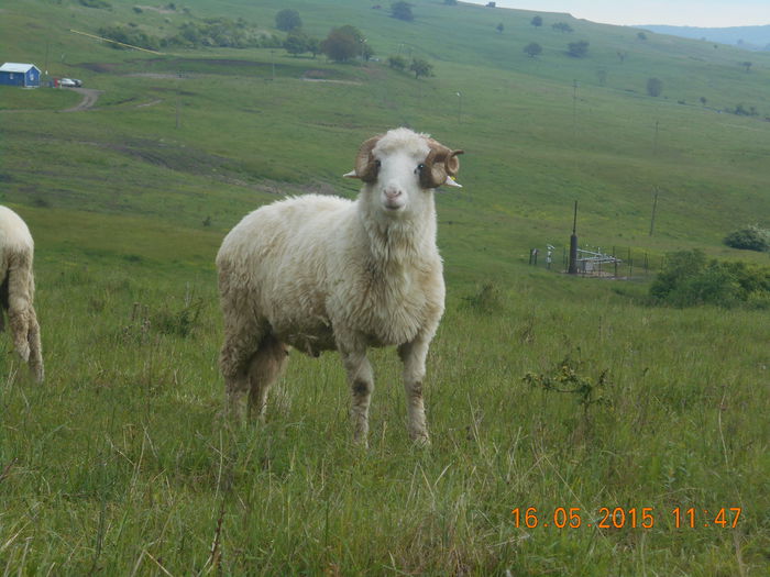 Picture 322 - Berbeci 2o14-2015