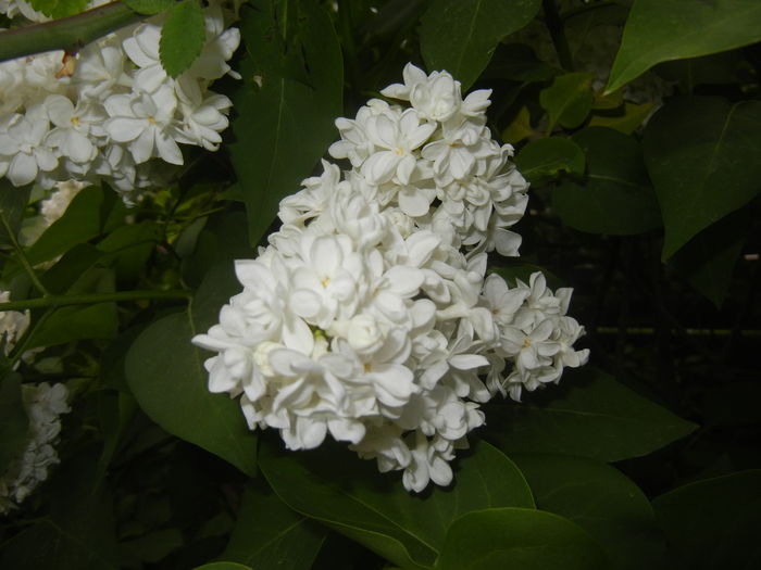 White Lilac Tree (2015, April 30) - Syringa vulgaris White