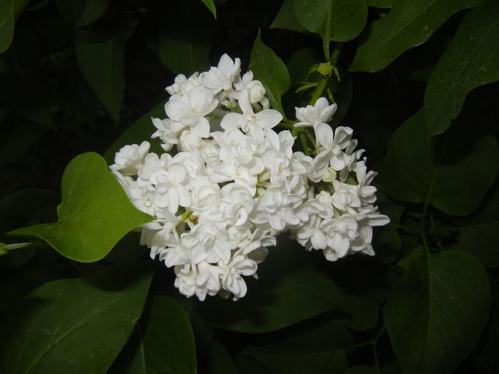 White Lilac Tree (2015, April 30) - Syringa vulgaris White