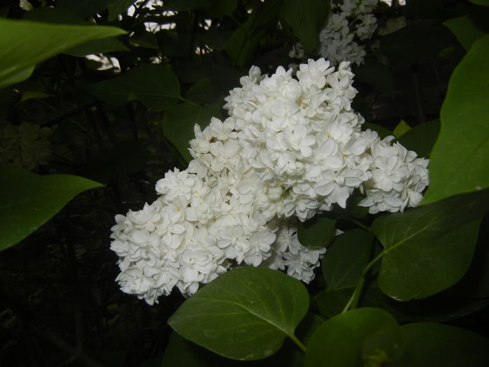 White Lilac Tree (2015, April 30)