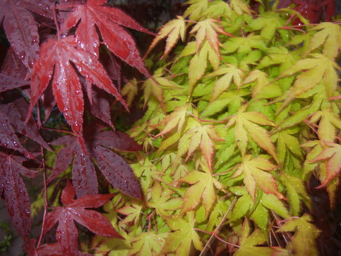 Acer Bloodgood & Katsura (2015, Apr.29) - Acer palmatum_Japanese Maples