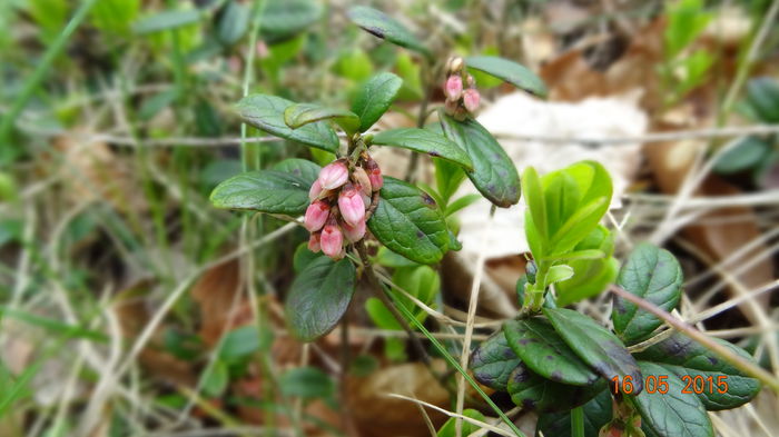 Incet se deschid si florile; Incet se deschid si florile
