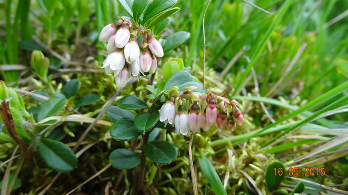 Incet se deschid si florile - Vindem Puieti Merisor  Vaccinium vitis idaea