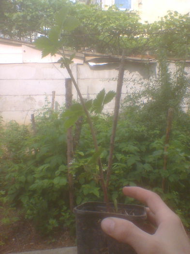 butas mur fara spini Loch Ness - Gradina mea