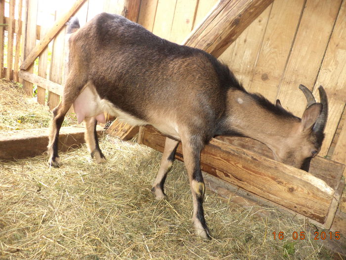 Negruta la morcovi - STELUTA si iezisorii ei